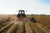 Cotton Chopping